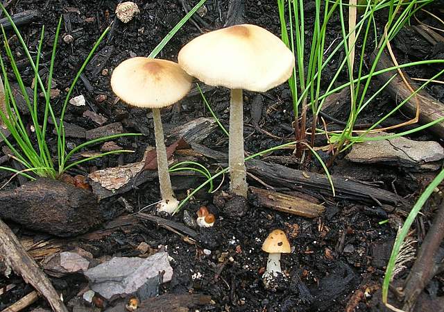 Conocybe hornana     Singer & Hausknecht